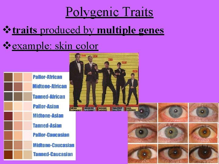 Polygenic Traits vtraits produced by multiple genes vexample: skin color 