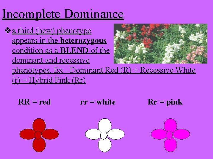 Incomplete Dominance v a third (new) phenotype appears in the heterozygous condition as a