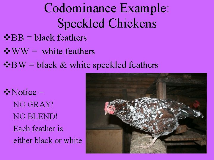 Codominance Example: Speckled Chickens v. BB = black feathers v. WW = white feathers
