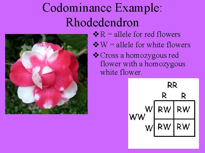 Codominance Example: Rhodedendron v R = allele for red flowers v W = allele