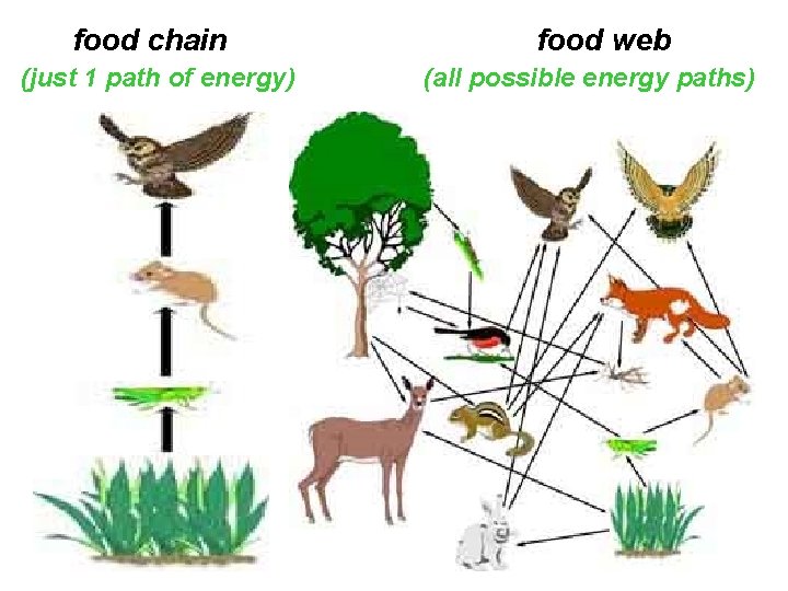 food chain (just 1 path of energy) food web (all possible energy paths) 10