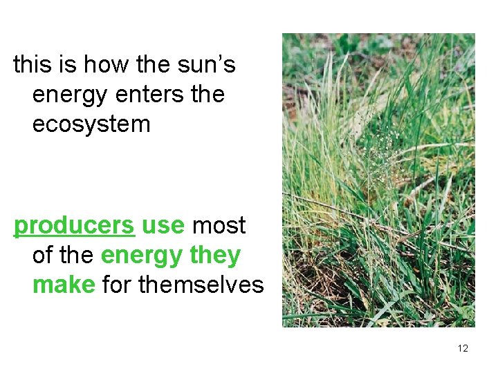 this is how the sun’s energy enters the ecosystem producers use most of the
