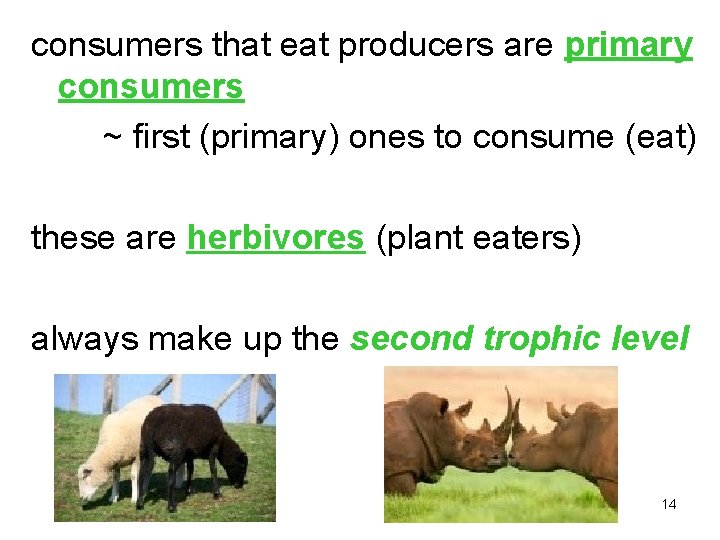 consumers that eat producers are primary consumers ~ first (primary) ones to consume (eat)