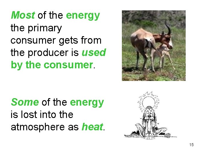 Most of the energy the primary consumer gets from the producer is used by