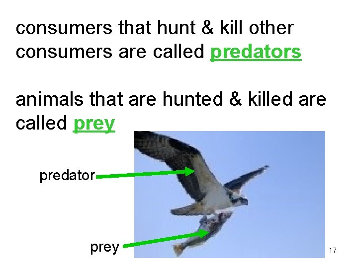 consumers that hunt & kill other consumers are called predators animals that are hunted