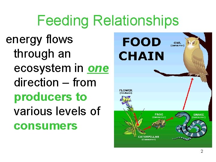 Feeding Relationships energy flows through an ecosystem in one direction – from producers to