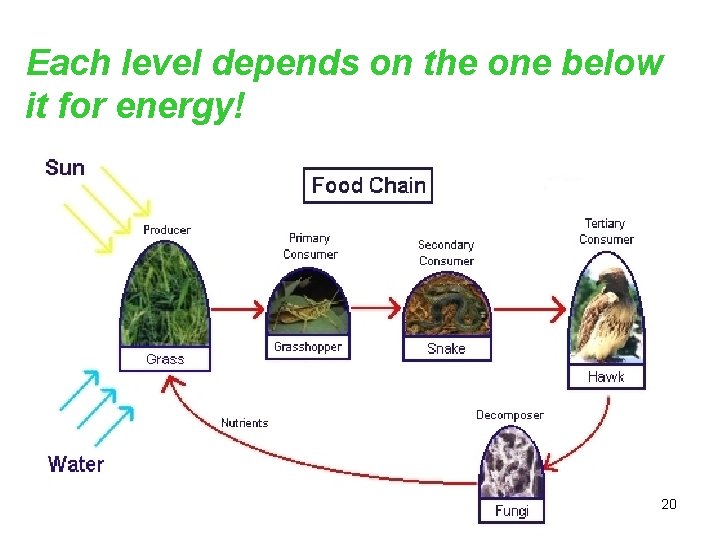 Each level depends on the one below it for energy! 20 