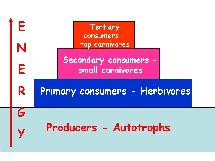 E N E R G Y Tertiary consumers top carnivores Secondary consumers small carnivores