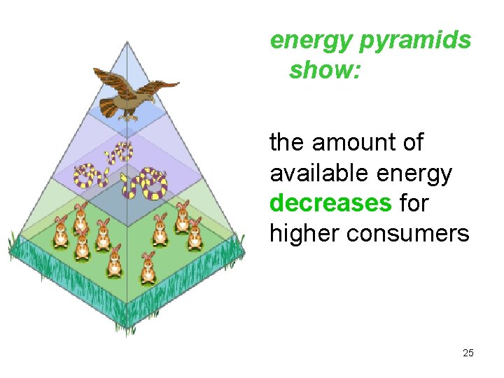 energy pyramids show: the amount of available energy decreases for higher consumers 25 25