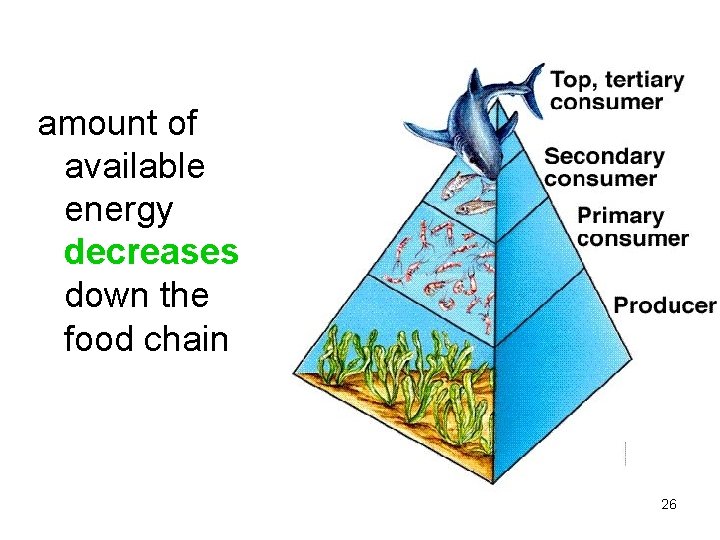 amount of available energy decreases down the food chain 26 26 