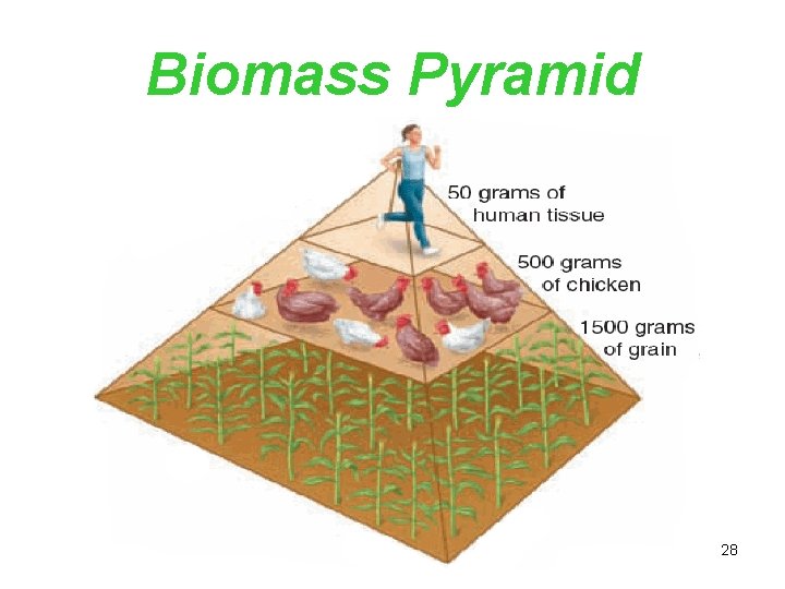 Biomass Pyramid 28 