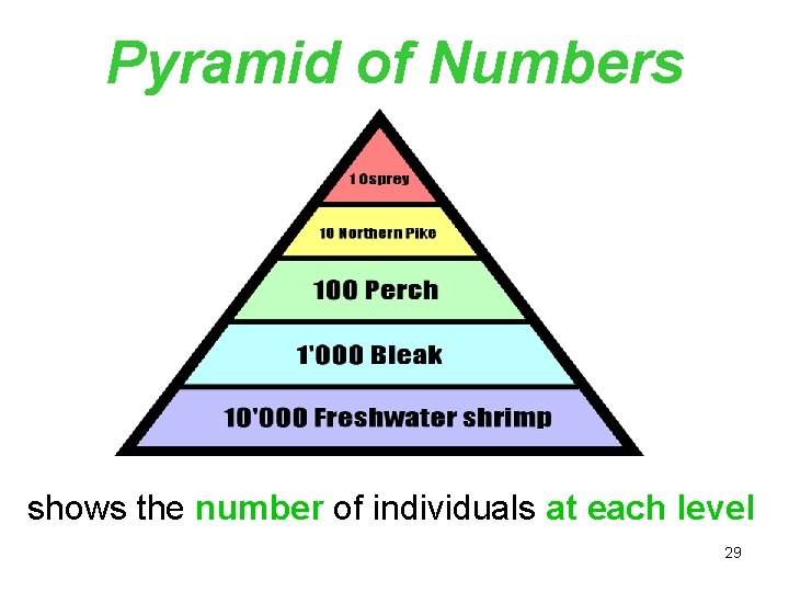 Pyramid of Numbers shows the number of individuals at each level 29 