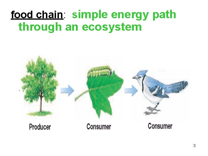 food chain: simple energy path through an ecosystem 3 