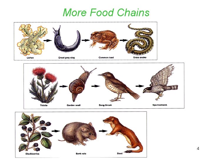 More Food Chains 4 4 