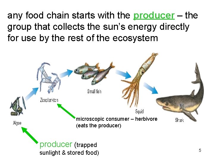 any food chain starts with the producer – the group that collects the sun’s
