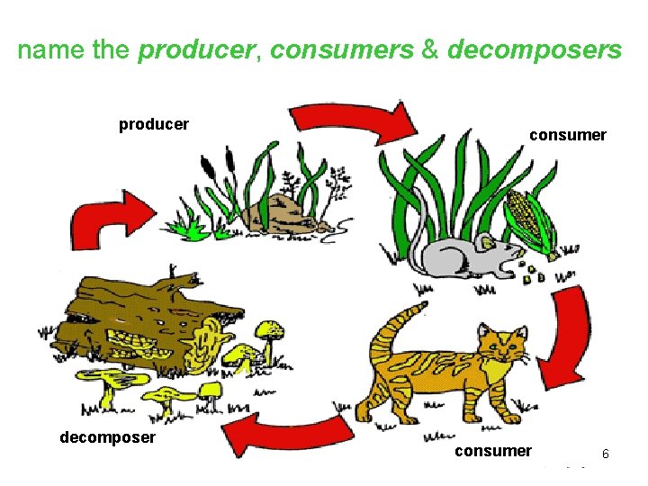 name the producer, consumers & decomposers producer decomposer consumer 6 