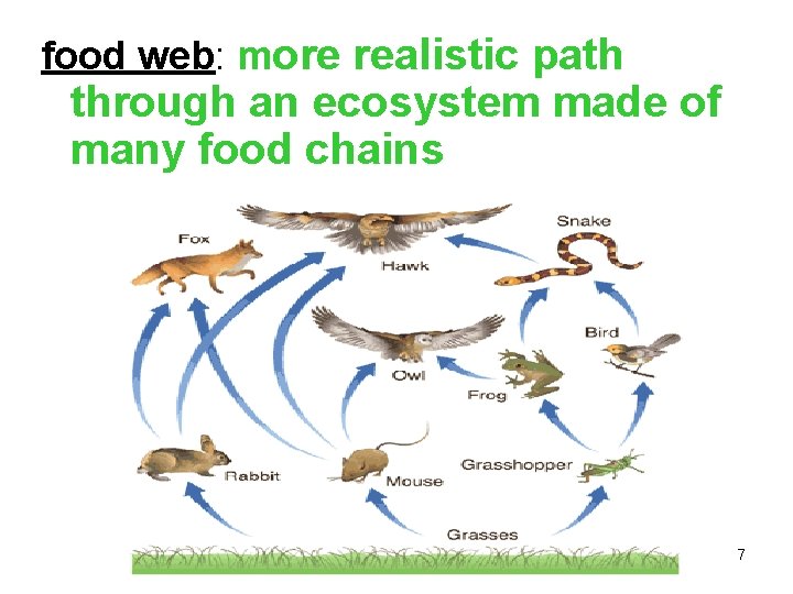 food web: more realistic path through an ecosystem made of many food chains 7