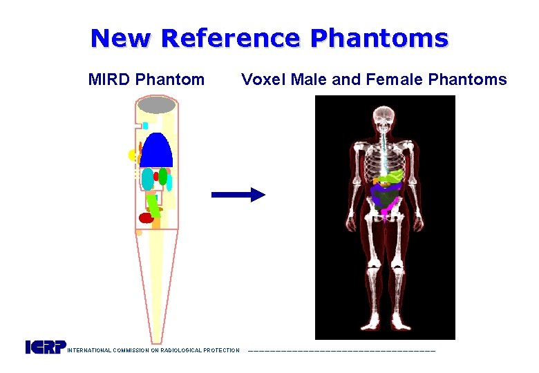 New Reference Phantoms MIRD Phantom Voxel Male and Female Phantoms INTERNATIONAL COMMISSION ON RADIOLOGICAL