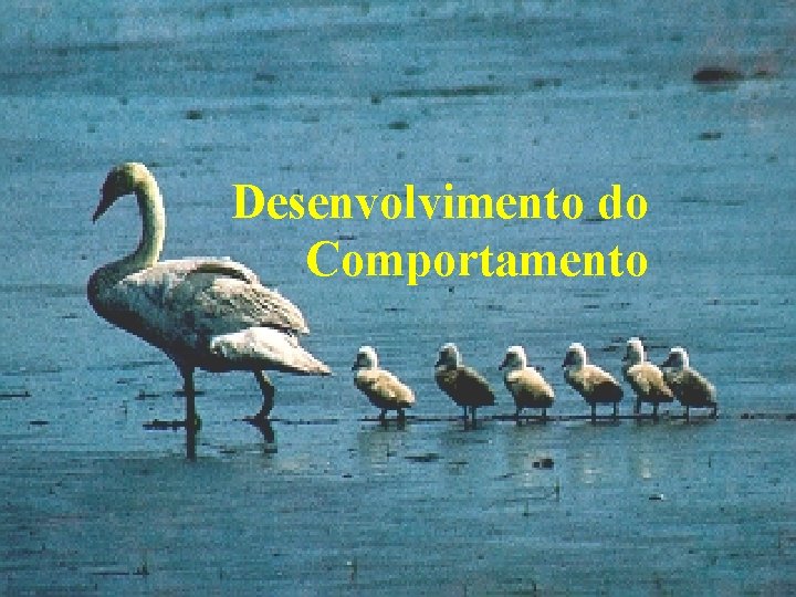 Desenvolvimento do Comportamento 