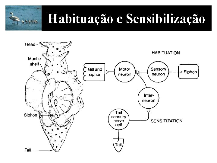 Habituação e Sensibilização 