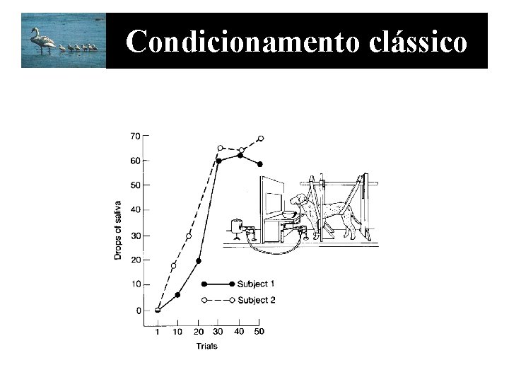 Condicionamento clássico 