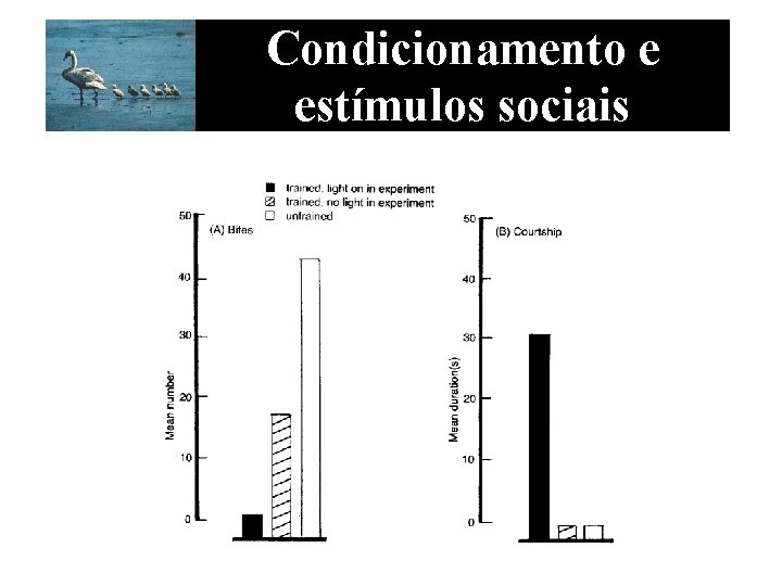 Condicionamento e estímulos sociais 