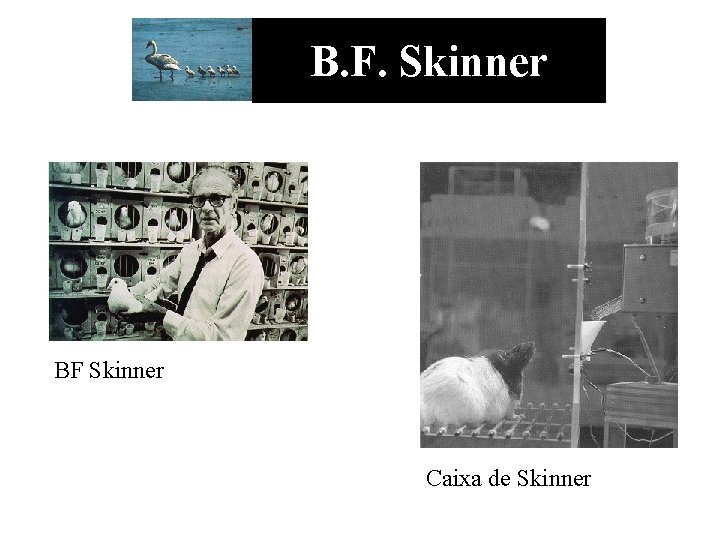 B. F. Skinner BF Skinner Caixa de Skinner 