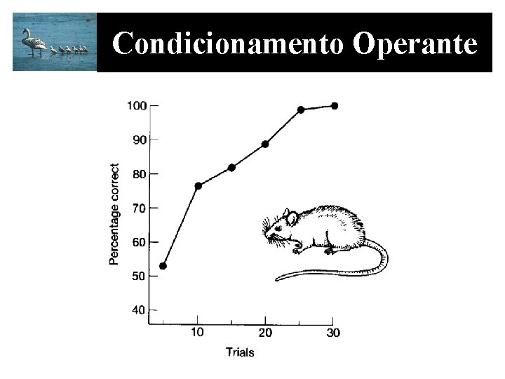 Condicionamento Operante 