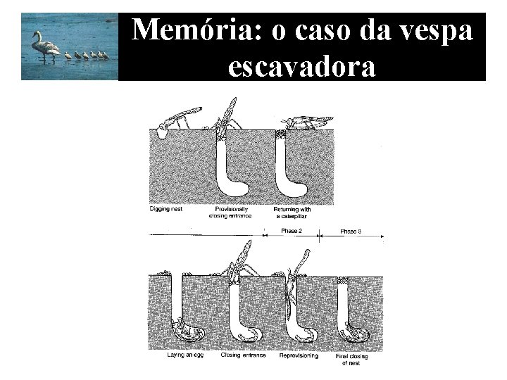 Memória: o caso da vespa escavadora 