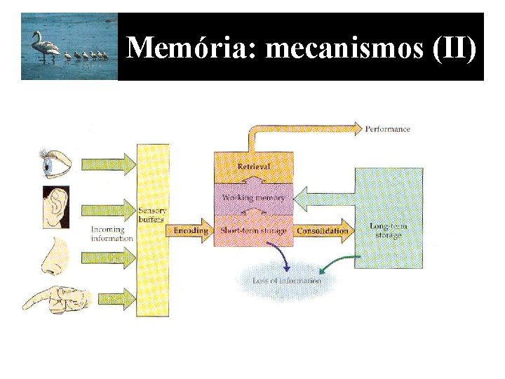 Memória: mecanismos (II) 