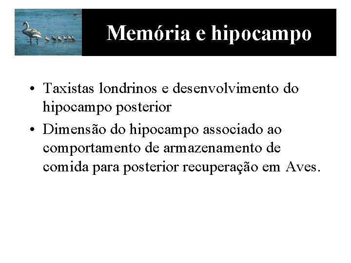 Memória e hipocampo • Taxistas londrinos e desenvolvimento do hipocampo posterior • Dimensão do