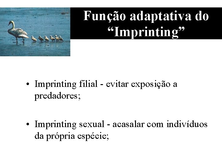 Função adaptativa do “Imprinting” • Imprinting filial - evitar exposição a predadores; • Imprinting