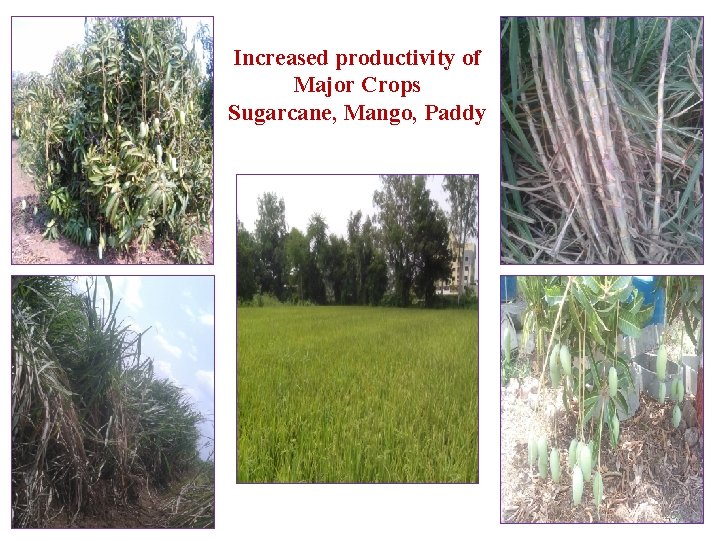 Increased productivity of Major Crops Sugarcane, Mango, Paddy 26 