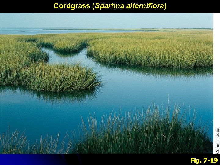 Cordgrass (Spartina alterniflora) Fig. 7 -19 