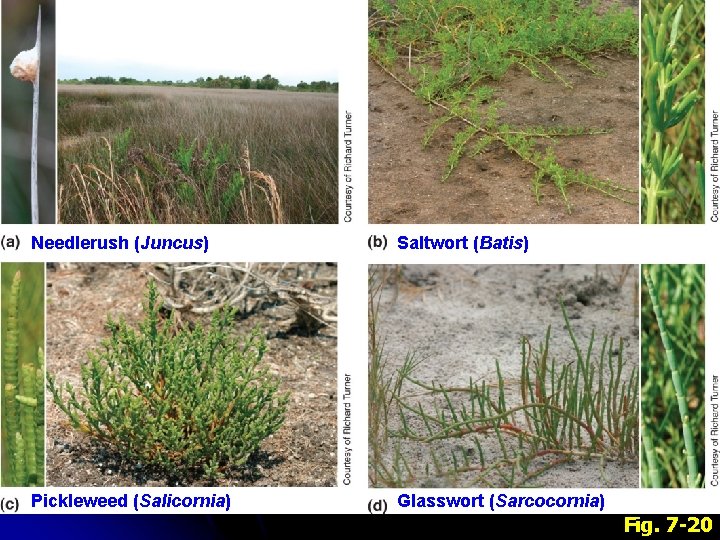 Needlerush (Juncus) Saltwort (Batis) Pickleweed (Salicornia) Glasswort (Sarcocornia) Fig. 7 -20 