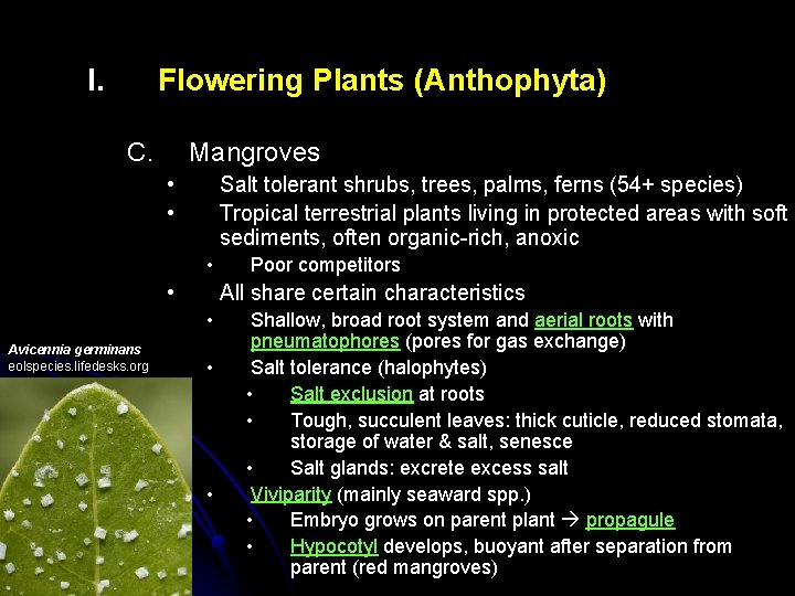 I. Flowering Plants (Anthophyta) C. Mangroves • • Salt tolerant shrubs, trees, palms, ferns