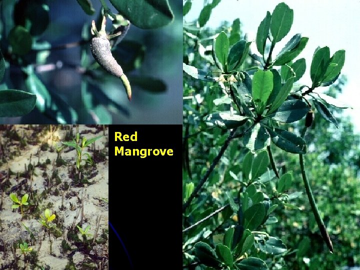 Red Mangrove 
