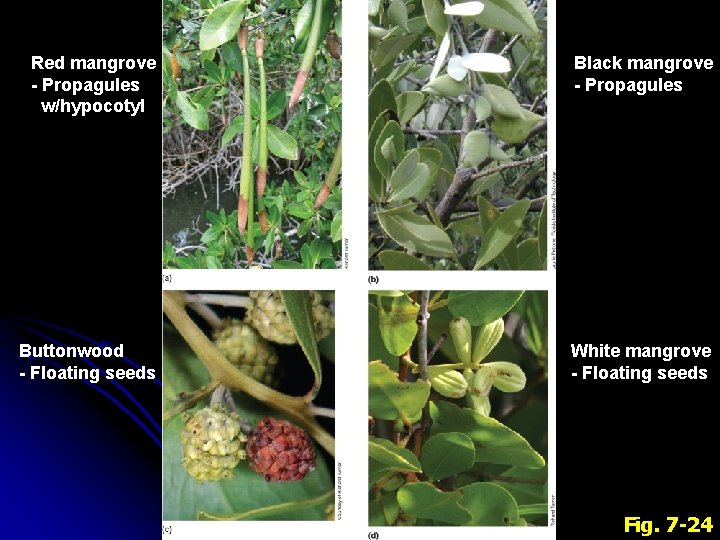 Red mangrove - Propagules w/hypocotyl Black mangrove - Propagules Buttonwood - Floating seeds White