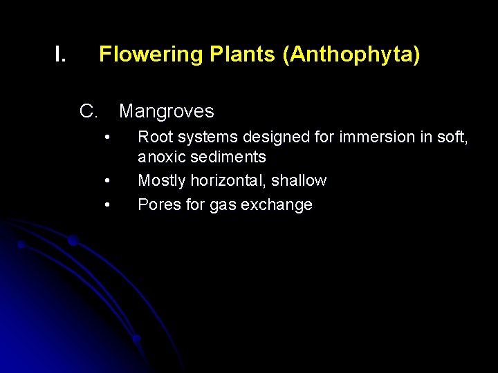 I. Flowering Plants (Anthophyta) C. Mangroves • • • Root systems designed for immersion