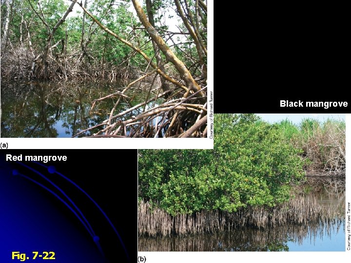 Black mangrove Red mangrove Fig. 7 -22 