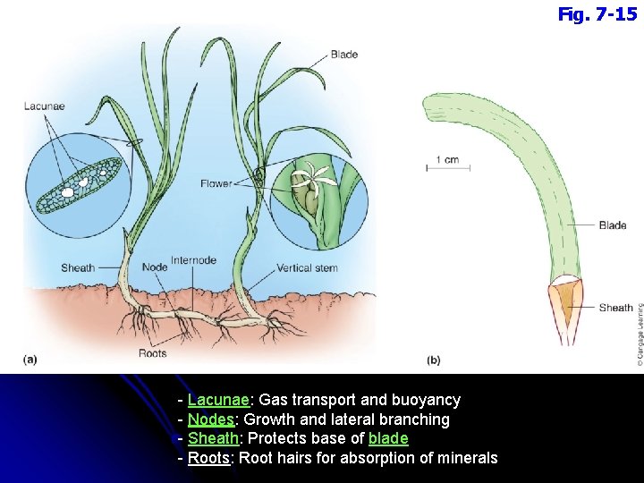 Fig. 7 -15 - Lacunae: Gas transport and buoyancy - Nodes: Growth and lateral
