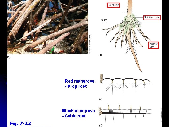 Red mangrove - Prop root Black mangrove - Cable root Fig. 7 -23 