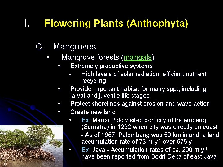 I. Flowering Plants (Anthophyta) C. Mangroves • Mangrove forests (mangals ) ( • •