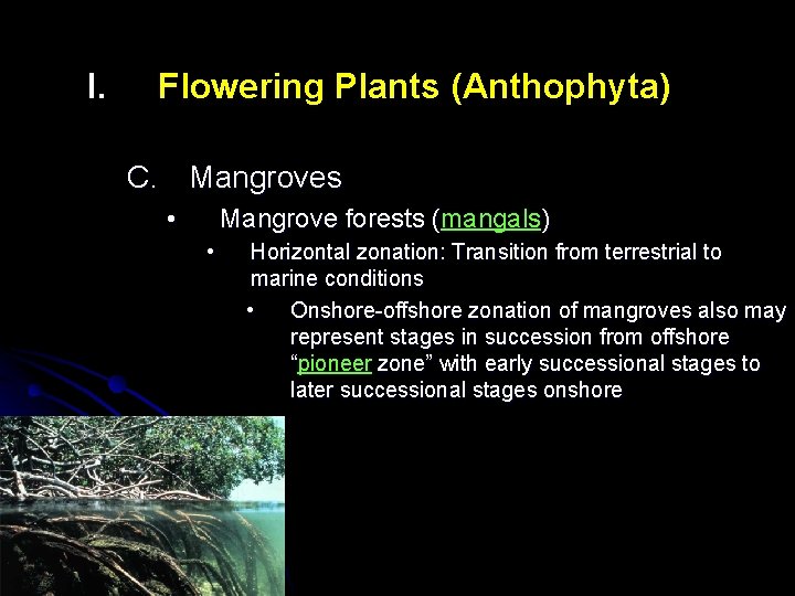 I. Flowering Plants (Anthophyta) C. Mangroves • Mangrove forests (mangals ) ( • Horizontal