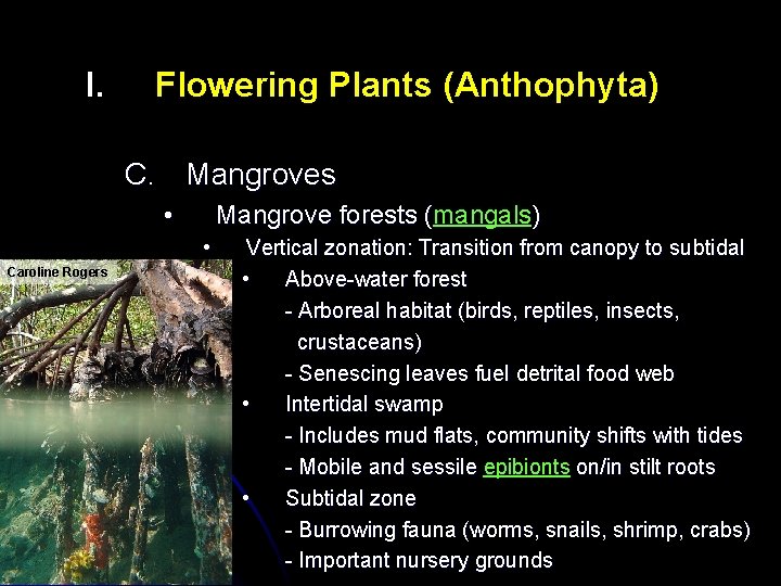 I. Flowering Plants (Anthophyta) C. Mangroves • Mangrove forests (mangals ) ( • Caroline