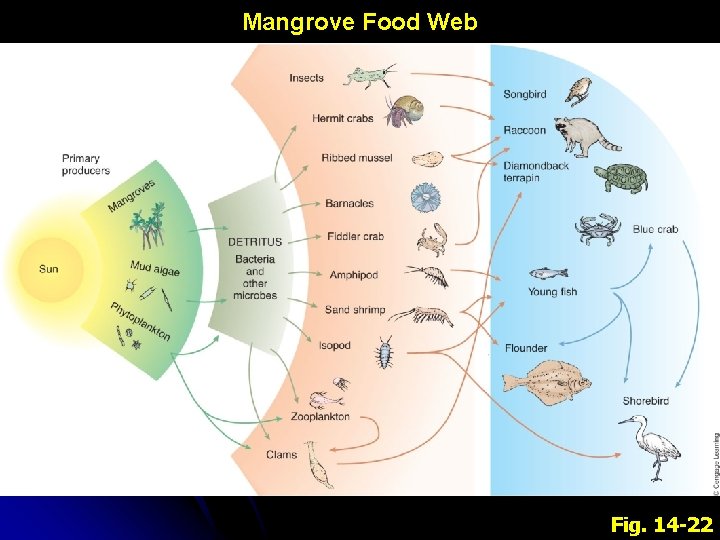 Mangrove Food Web Fig. 14 -22 
