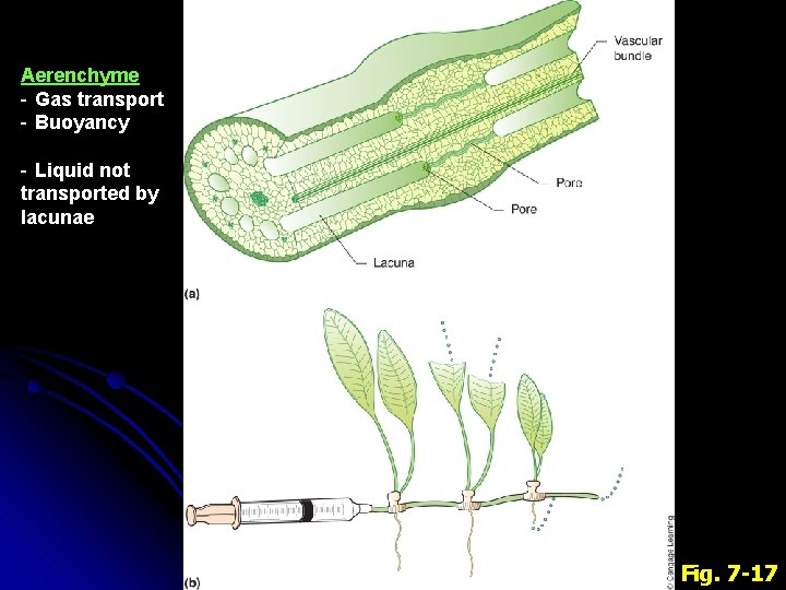Aerenchyme - Gas transport - Buoyancy - Liquid not transported by lacunae Fig. 7