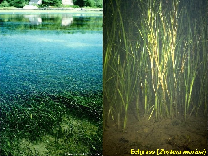 Eelgrass (Zostera marina) 