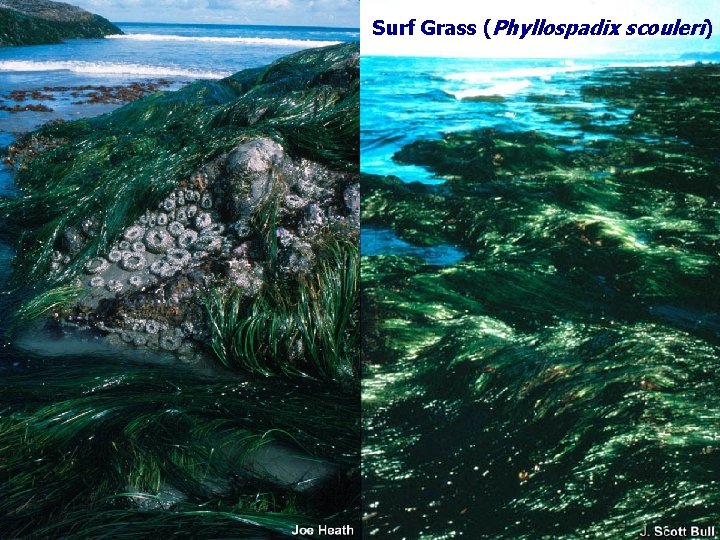 Surf Grass (Phyllospadix scouleri) 