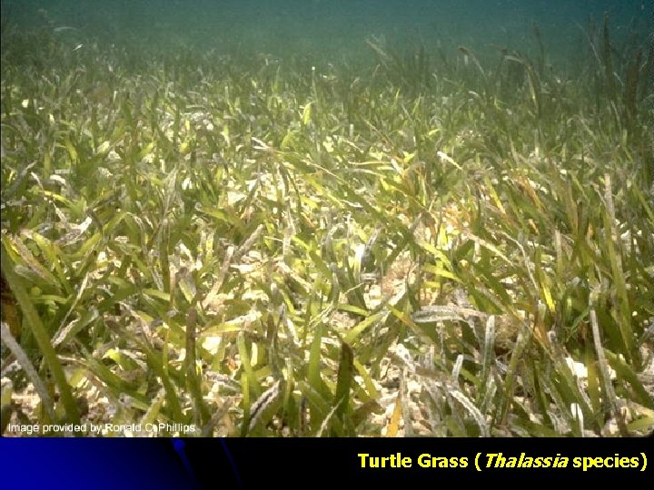 Turtle Grass (Thalassia species) 